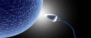 Testisten Sperm Kazanımı (TESE)